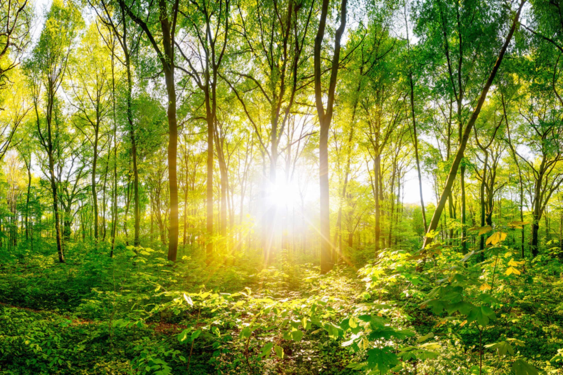 Forest
